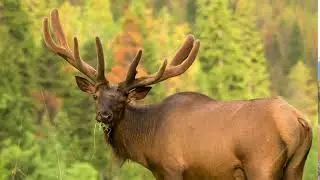 WOW! HOW FAST DO ELK ANTLERS GROW?