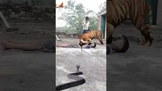 he Bhagwan #tiger #wildlife #vfx #shortsfeed