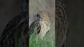 Short-eared owl calling #birdofprey #raptor #owl #birdslover #shortearedowl #wildlife #birds