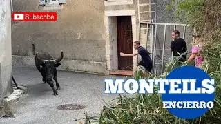 C’est la toute 1ere Encierro  ➡️ Village de Monteils 🇫🇷 Taureaux de la Manade CONTI 👏🏼 19/07/2025 ￼