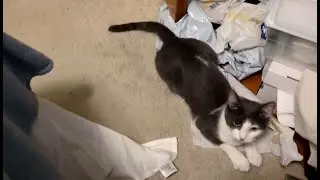 Shadow is Up for Another Game of Fetch