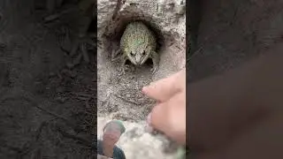 See what this frog is doing when someone is touching him 😂#frog #animals