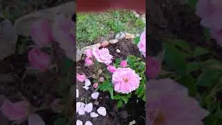 Канадская роза Джон Дэвис - первое цветение