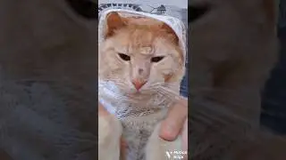 My Cat Is Trying Out This New Trend 😹🔥 #CatTrend #ViralCat #CuteCat