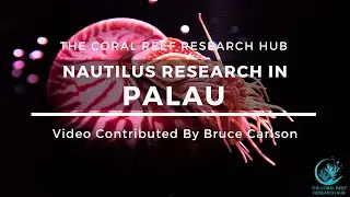 Nautilus Research Palau Marine Ecology Biology Conservation Video Bruce Carlson
