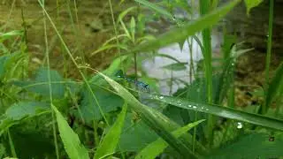dragonfly 4K