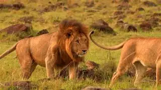 Amazingly Beautiful 4k Wildlife Footage From Around The World Animals 360