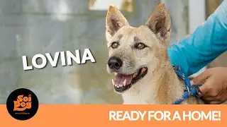 [NOW ADOPTED!] Lovina, a dog meat trade survivor and all-round sweetheart.