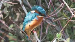 Vodomar - Kingfisher