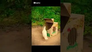 Birds trapping  #experiment #animaltrap #birds #birdtrap #automobile #attractbirds #farming
