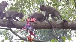 Funny Animals Monkey Family - Nice Play And Fun Time Of Little Monkeys