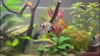 Angelfish and Swordtail fish.