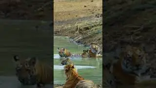 #tigerattitude #tigerinside #tigersound #tigerwoods #tigerzindahai #tigerprawncurry#trending#shorts