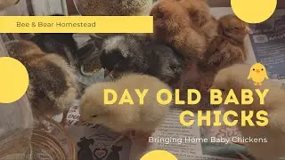 Day Old Baby Chicks | Bringing Home Baby Chickens | Bee & Bear Homestead
