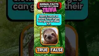 Do You Know This CRAZY Sloth Fact? | 🦥🤔👀 True or False Quiz