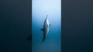 10 Interesting Facts About Dolphins | 10 Fun Facts About Dolphins | Dolphin #shorts