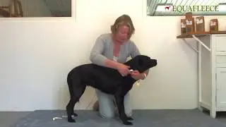 Measuring your dog for an Equafleece garment