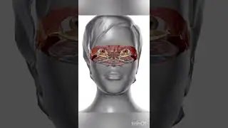 cross section view of human head #crosssection #anatomy #animation #medical #head #neetpg #inicet