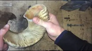 Boynuz Temizleme/Horn Cleaning