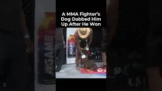 Собака бойца ММА празднует победу, подбрасывая в воздух