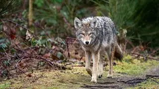 Ohio farming issues with wildlife