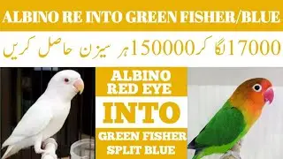 ALBINO RED EYE INTO GREEN FISHER/BLUE PAIRING RESULTS | ALBINO RED EYE X GREEN FISHER/BLUE  RESULTS
