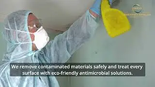 Professional Mold Removal Services in Reseda CA