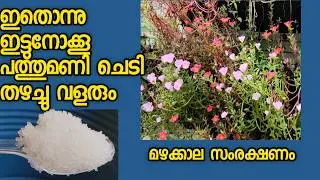 പത്തുമണി മഴക്കാല സംരക്ഷണം/ തഴച്ചു വളരാൻ|pathumani plant care malayalam|portulaca|shilpazz thattikoot