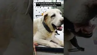 Story of Jeni | 13 years old Labrador