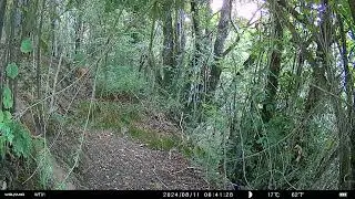 Capriolo guardingo