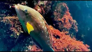 ホシササノハベラ　Bambooleaf wrasse　Pseudolabrus sieboldi
