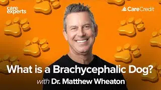 Pug, Frenchie Bulldog & Brachycephalic Dog Health Tips  with Veterinarian Dr. Matthew Wheaton