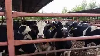 BULL Opera singing
