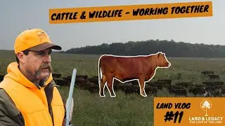 Can Cattle Benefit Wildlife? How to Improve Land with Grazing