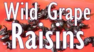 🍇Wild Grape Raisins🍇