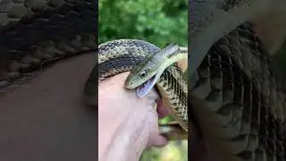 Rat Snake Bites Human #shorts
