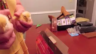 Chick Days Spring 2020