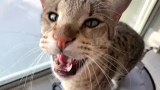 Gentle Giant Savannah Cat Meowing, Purring, And Giving Loving! Cuteness Overload! #cute #cat #meow