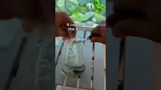Unboxing a ghost fish!! #aquarium #subscribe #viral