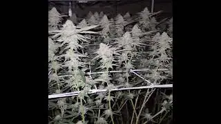 #superboofstrain #superboof @transcendent420