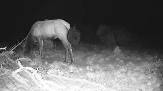 Spike Elk Feeds At Night