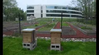 MasterCard 2014 Honeybees Season