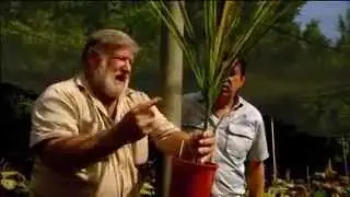 The Garden Gurus - The best tropical plants