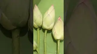 #beautiful #lotus #lotusflower #leaf #love #naturalbeauty #greenlotus #villagelife  #villagetour #h