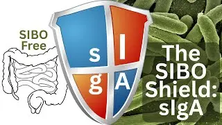Secretory IgA: The Missing Shield Against SIBO (What It Is, Why It&rsquo;s Low, How to Build It)