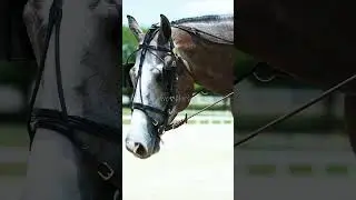 All American 🦅  #shorts #viral #trending #youtubeshorts #horse #entertainment #funny #cute #amazing