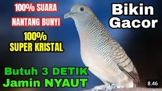 SUARA NANTANG BUNYI‼️SUARA SUPER KRISTAL PANCINGAN MALAS BUNYI 100% MENANTANG PERKUTUT LOKAL GACOR