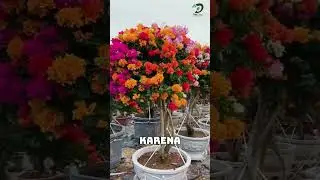bougenville bunga kertas #dayplant #tanamahias #pohon #bougenville #bunga
