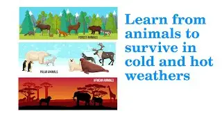 Living comfortably in cold and hot weathers - What can you learn from desert and polar animals?