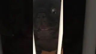 Black Pug Wants To Go Outside From Tik Tok ORIGINAL VIDEO